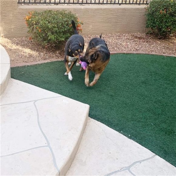 5 Pack Plush Toys Assortment Value Bundle Puppy Pet Mutt Squeak Toy for Dogs - Picture 6 of 6